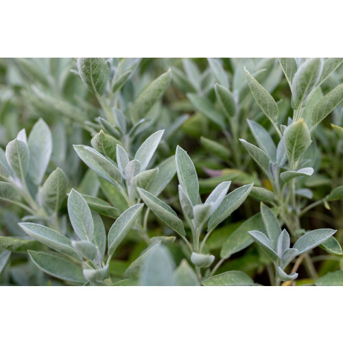 SAFLAX  - Salbei - Salvia - 60 Samen 2
