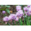 SAFLAX  - Schnittlauch - Allium - 250 Samen 4