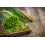 SAFLAX  - Schnittlauch - Allium - 250 Samen 2