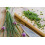 SAFLAX  - Schnittlauch - Allium - 250 Samen 6