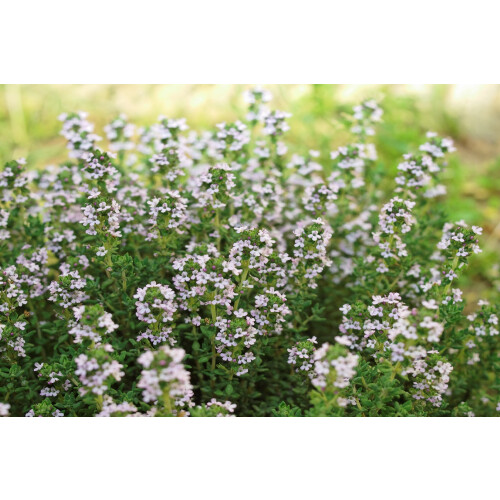 SAFLAX  - Thymian - Thymus - 800 Samen 2