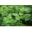 SAFLAX  - Zitronenmelisse - Melissa - 1000 Samen 3