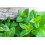 SAFLAX  - Zitronenmelisse - Melissa - 1000 Samen 5
