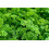 SAFLAX  - BIO - Persil frisé - 800 graines - Petroselinum 2