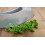 SAFLAX  - BIO - Persil frisé - 800 graines - Petroselinum 7