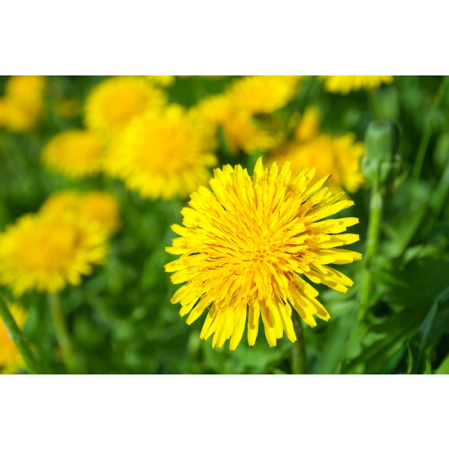 SAFLAX  - Löwenzahn - Taraxacum - 400 Samen 2