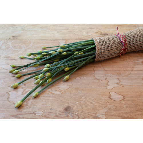 SAFLAX  - Schnittknoblauch - Allium - 100 Samen 1