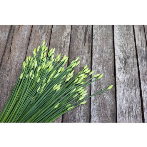 SAFLAX  - Schnittknoblauch - Allium - 100 Samen 2