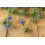 SAFLAX  - Schwarzkümmel - Nigella - 300 Samen 7