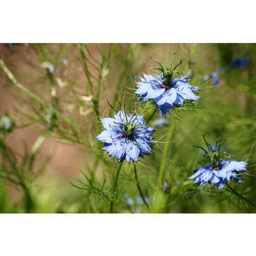 SAFLAX  - Schwarzkümmel - Nigella - 300 Samen 2