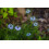 SAFLAX  - Schwarzkümmel - Nigella - 300 Samen 6