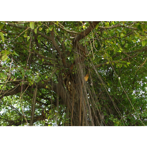 SAFLAX  - Würgefeige - Ficus - 20 Samen - Mit Substrat 2