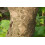 SAFLAX  - Asiatischer Hartriegel - Cornus - 30 Samen - Mit Substrat 8