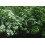SAFLAX  - Asiatischer Hartriegel - Cornus - 30 Samen - Mit Substrat 7