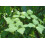SAFLAX  - Asiatischer Hartriegel - Cornus - 30 Samen - Mit Substrat 4