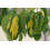 SAFLAX  - Asiatischer Hartriegel - Cornus - 30 Samen - Mit Substrat 5
