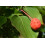 SAFLAX  - Asiatischer Hartriegel - Cornus - 30 Samen - Mit Substrat 6