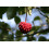 SAFLAX  - Asiatischer Hartriegel - Cornus - 30 Samen - Mit Substrat 3