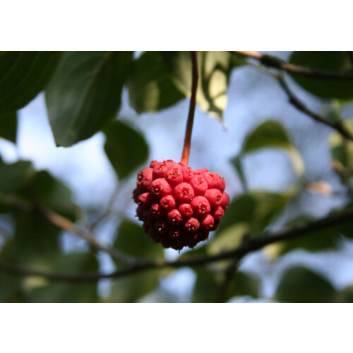 SAFLAX  - Asiatischer Hartriegel - Cornus - 30 Samen - Mit Substrat 2