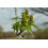 SAFLAX  - Amberbaum - Liquidamber - 100 Samen - Mit Substrat 7