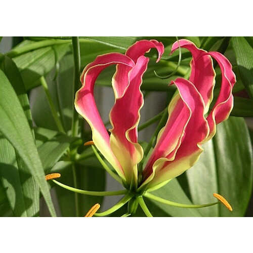 SAFLAX  - Lis de Malabar - 15 graines - Avec substrat - Gloriosa 2