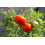 SAFLAX  - Tomate - Borghese - Solanum - 10 Samen - Mit Substrat 6