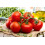 SAFLAX  - Tomate - Matina - Solanum - 10 Samen - Mit Substrat 5