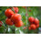 SAFLAX  - Tomate - Matina - Solanum - 10 Samen - Mit Substrat 3