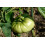 SAFLAX  - Tomate - Ochsenherz - Solanum - 10 Samen - Mit Substrat 7