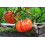 SAFLAX  - Tomate - Ochsenherz - Solanum - 10 Samen - Mit Substrat 8