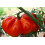 SAFLAX  - Tomate - Ochsenherz - Solanum - 10 Samen - Mit Substrat 3