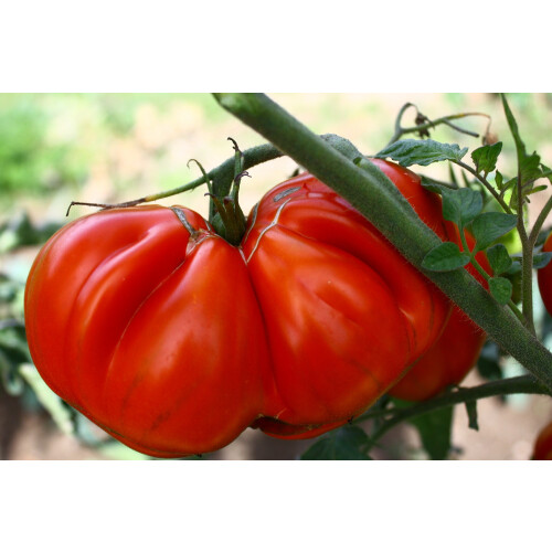 SAFLAX  - Tomate - Ochsenherz - Solanum - 10 Samen - Mit Substrat 2