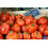 SAFLAX  - Tomate - Ochsenherz - Solanum - 10 Samen - Mit Substrat 4