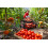 SAFLAX  - Tomate - Saint Pierre - Solanum - 15 Samen - Mit Substrat 7