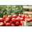 SAFLAX  - Tomate - Saint Pierre - Solanum - 15 Samen - Mit Substrat 4
