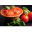 SAFLAX  - Tomate – Marzano - Solanum - 15 Samen - Mit Substrat 3