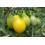 SAFLAX  - Tomate – Submarine - Solanum - 10 Samen - Mit Substrat 3