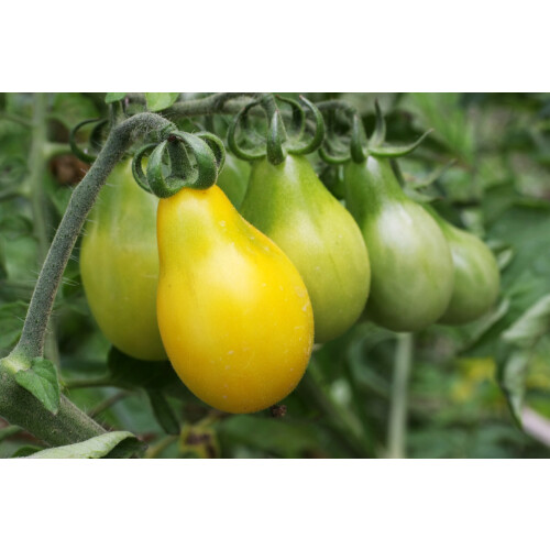 SAFLAX  - Tomate – Submarine - Solanum - 10 Samen - Mit Substrat 2