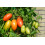 SAFLAX  - Tomate - Roma - Solanum - 15 Samen - Mit Substrat 4