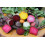 SAFLAX  - BIO - Betterave - De Chioggia - 70 graines - Avec substrat - Beta 5