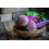SAFLAX  - BIO - Betterave - De Chioggia - 70 graines - Avec substrat - Beta 7