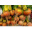 SAFLAX  - Goldene Rote Beete - Beta - 50 Samen - Mit Substrat 3