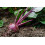SAFLAX  - BIO - Betterave - Globe de Detroit - 100 graines - Avec substrat - Beta 7