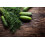 SAFLAX  - BIO - Concombre - Vorgebirgstraube  - 15 graines - Avec substrat - Cucumis 8