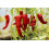 SAFLAX  - Chili – Cayenne - Capsicum - 10 Samen - Mit Substrat 5