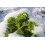 SAFLAX  - Grünkohl – Winter - Brassica - 70 Samen - Mit Substrat 7