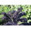 SAFLAX  - Grünkohl – Roter - Brassica - 50 Samen - Mit Substrat 3