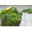 SAFLAX  - Grünkohl – Winter - Brassica - 70 Samen - Mit Substrat 5