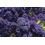SAFLAX  - Grünkohl – Roter - Brassica - 50 Samen - Mit Substrat 5
