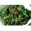 SAFLAX  - Grünkohl – Winter - Brassica - 70 Samen - Mit Substrat 4